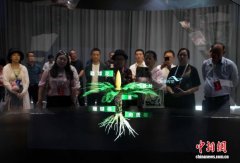 千年铁树“年年开花” 攀枝花苏铁成全球独有景观 千年铁树“年年开花” 攀枝花苏铁成全球独有景观